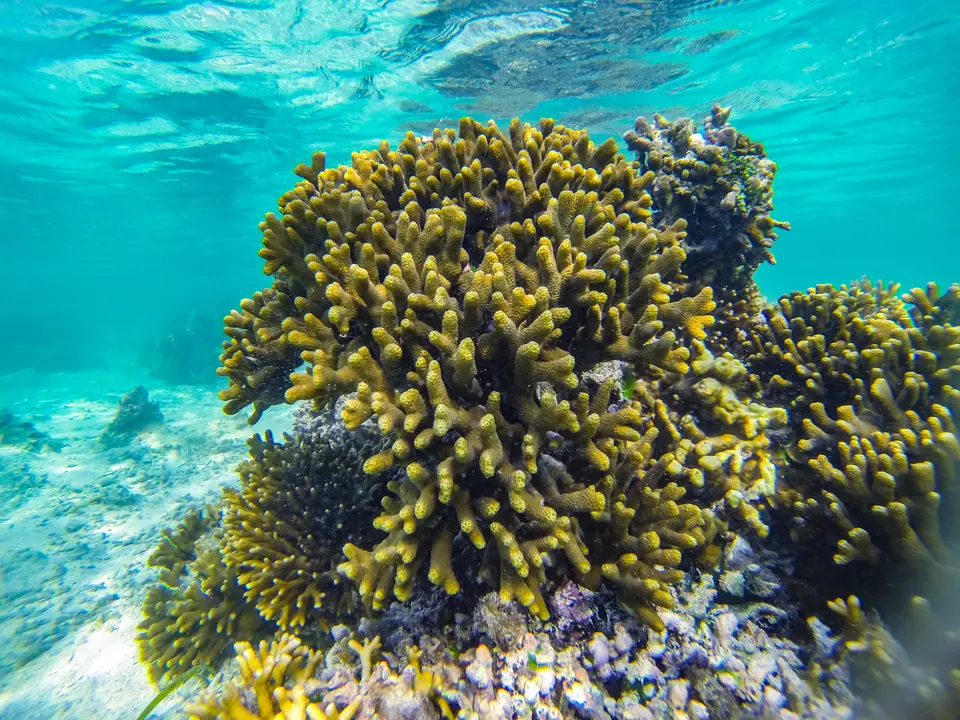 Tanzania-Zanzibar-20-onderwater