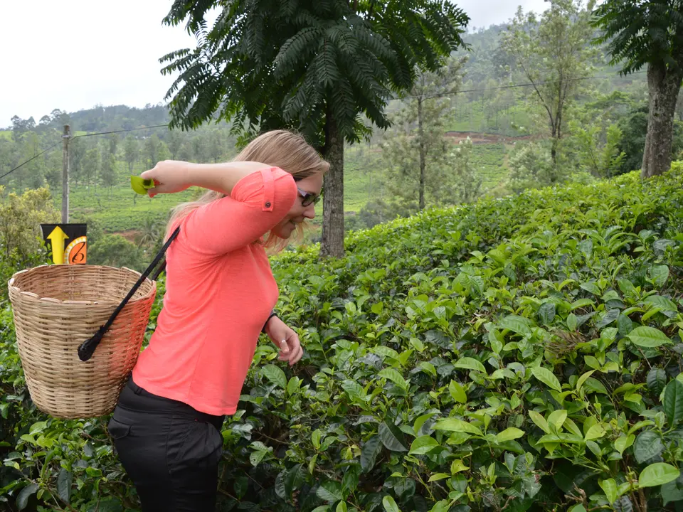 Wilma-Nuwara-Eliya_1_346568