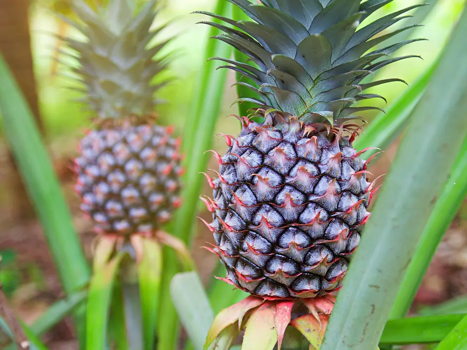 Ananasplant op de spice farm, Zanzibar