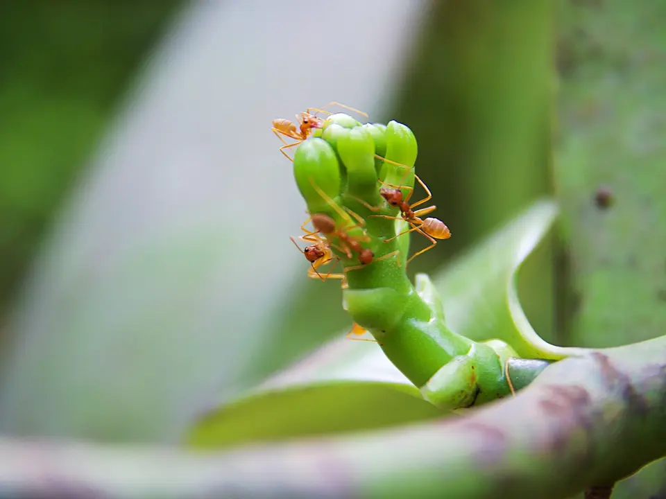 Spice farm, Zanzibar