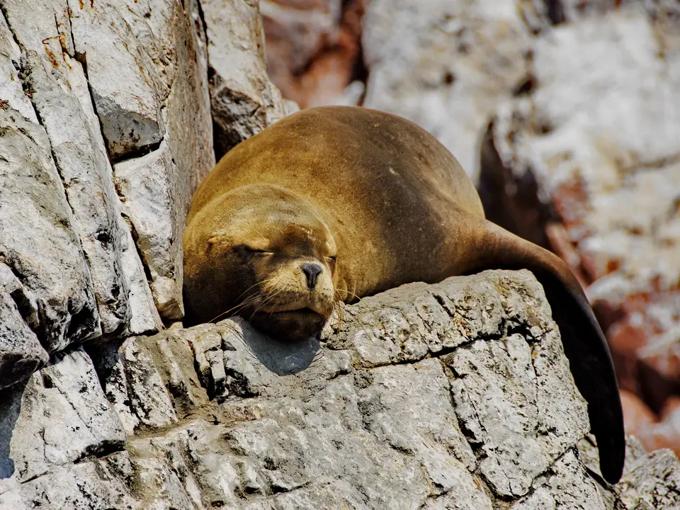 Zeeleeuw-bij-Islas-Ballestas-1(10)