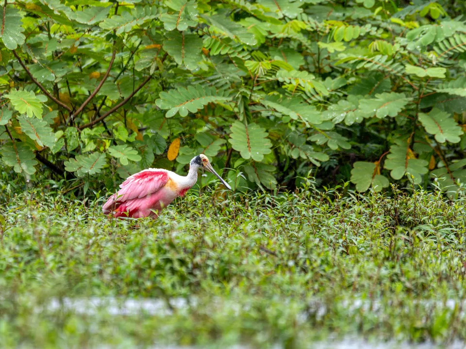 Roze vogel in Cano Negro, Costa Rica
