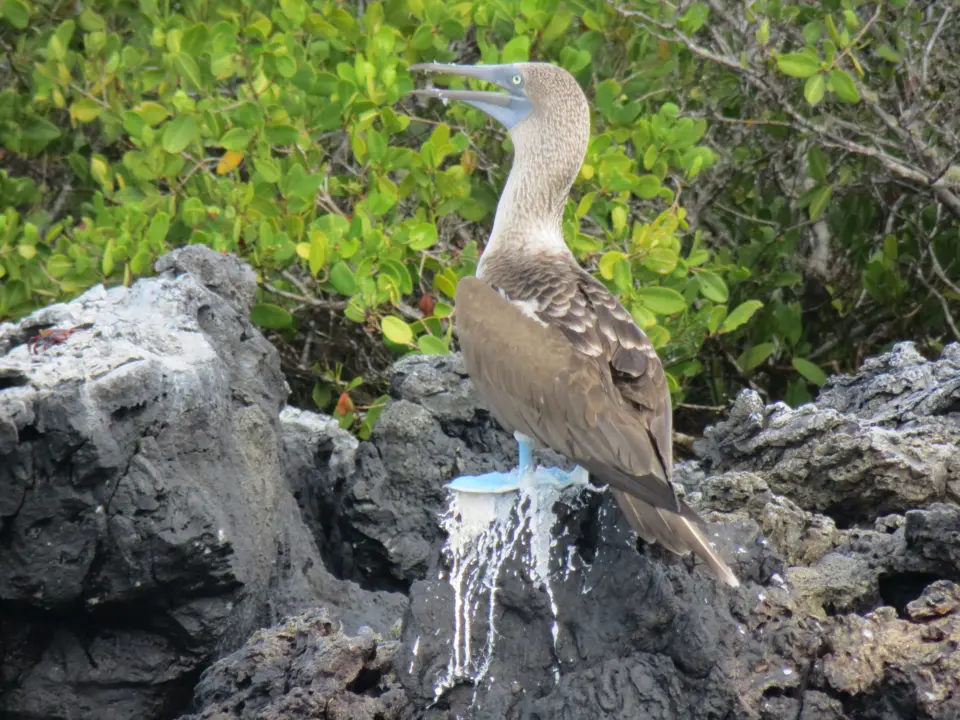 galapagos-isabela-vogel_2_525146