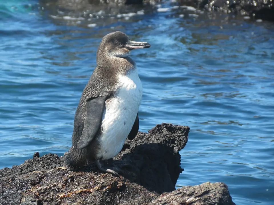 Een pinguin op Santiago, Galapagos