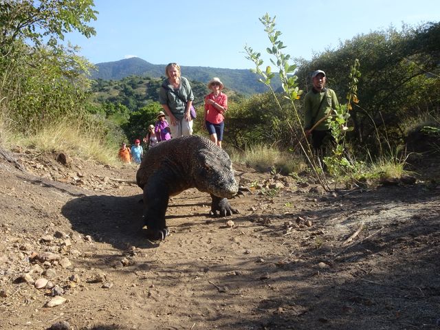 Wandelen op Komodo en Rinca op zoek naar de varanen, Flores