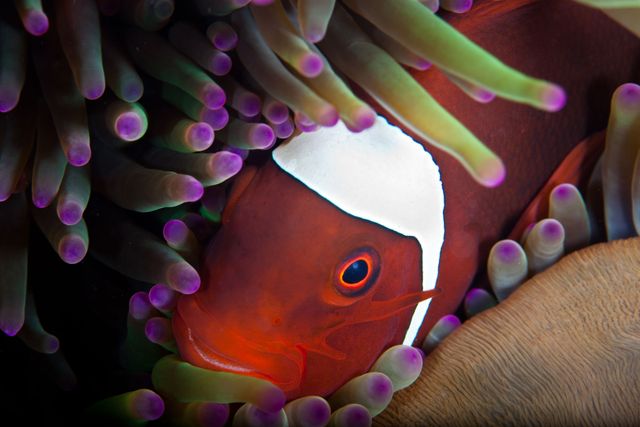 Prachtige kleurrijke vissen in zee bij Langkawi