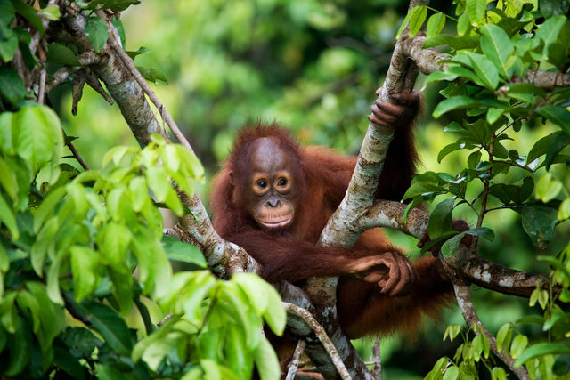 Orang-oetan in Sumatra