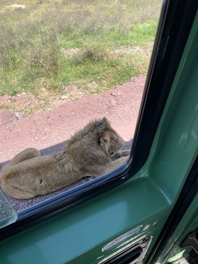 Leeuwen heel dichtbij naast de safari auto in Tanzania