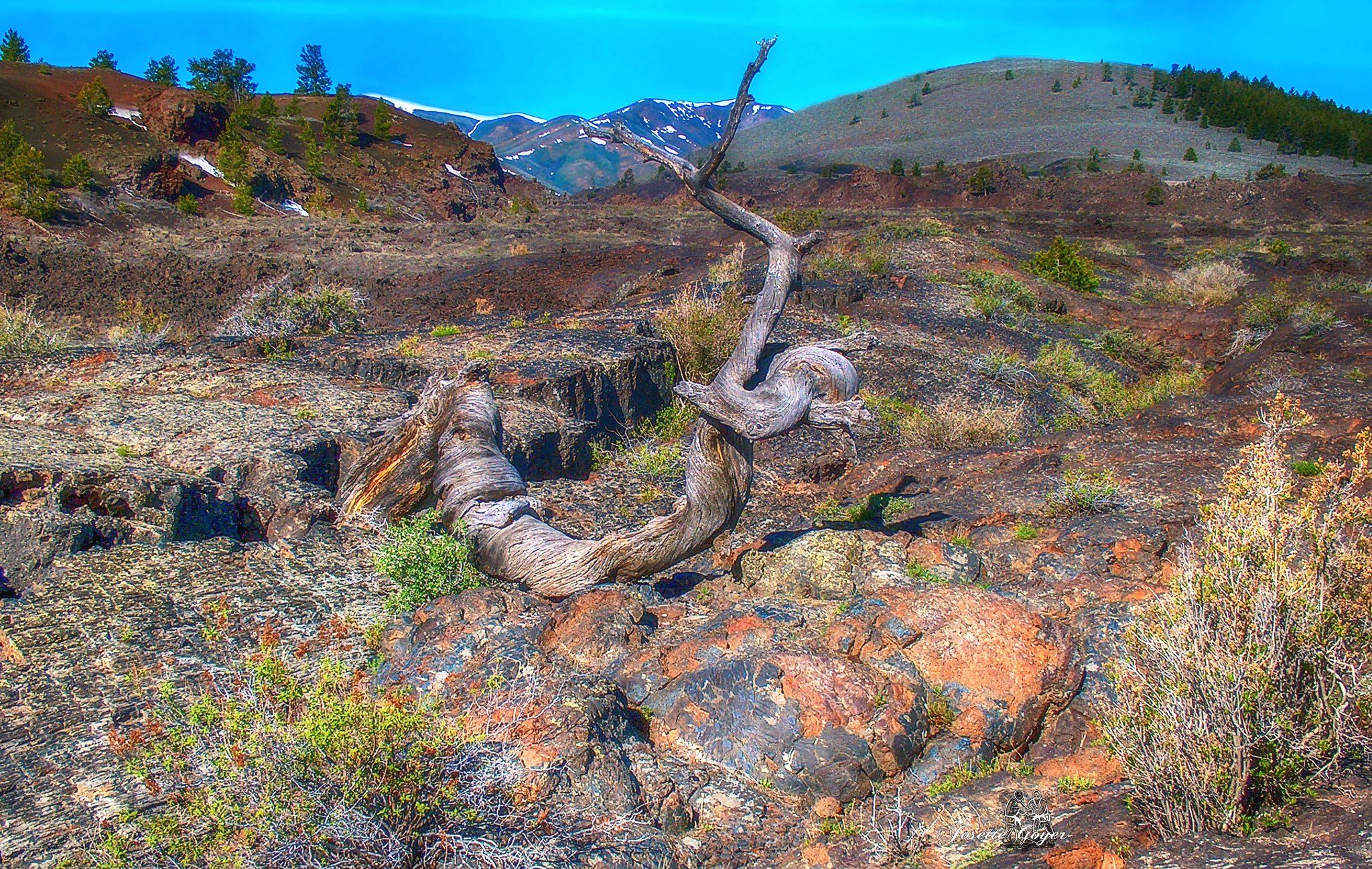 Van kust tot geisers Oregon en Yellowstone
