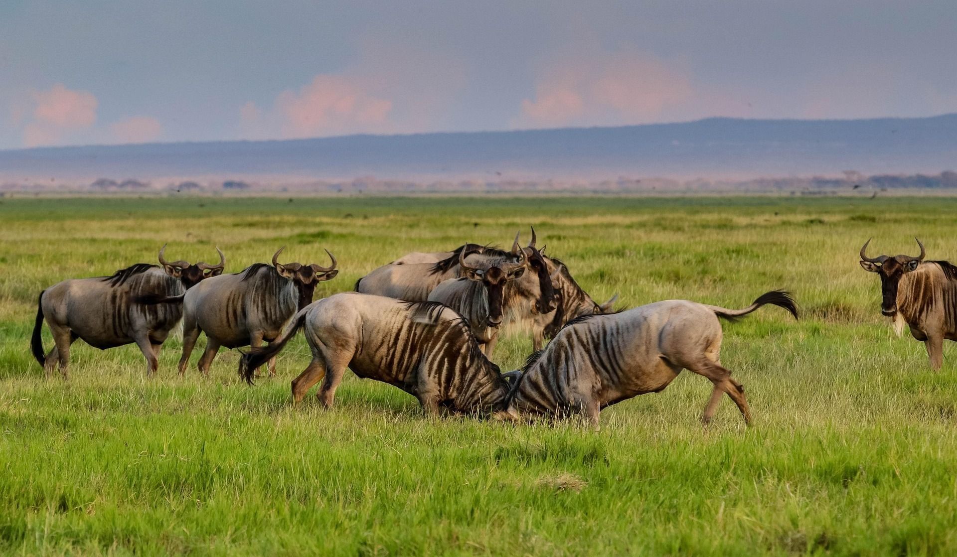 Fly In Safari Amboseli, olifanten en meer