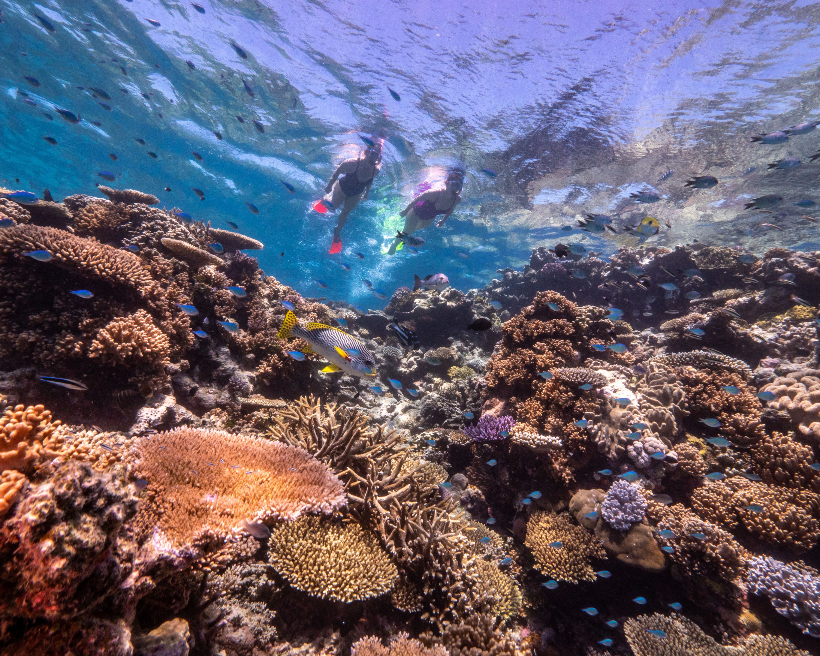 Duiken en snorkelen Great Barrier Reef
