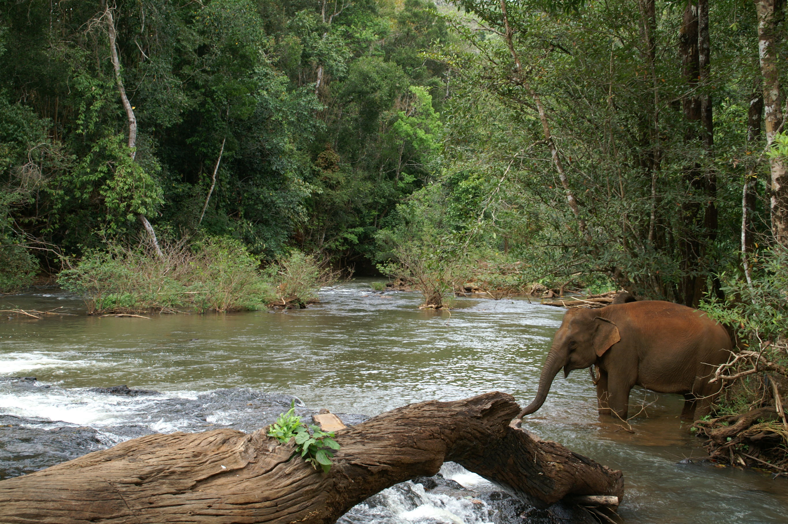Natuurlijk Cambodja