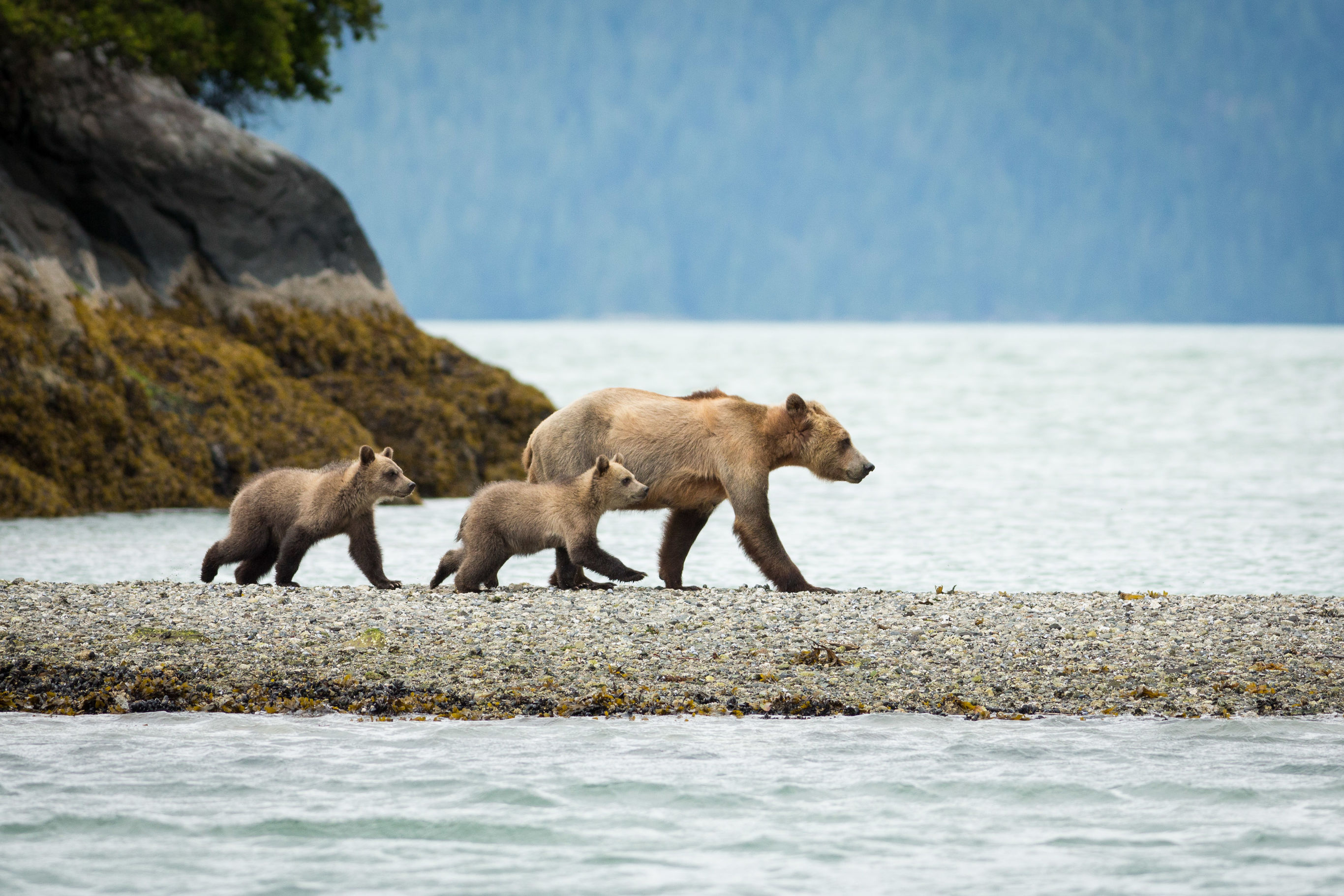 Knight Inlet Lodge
