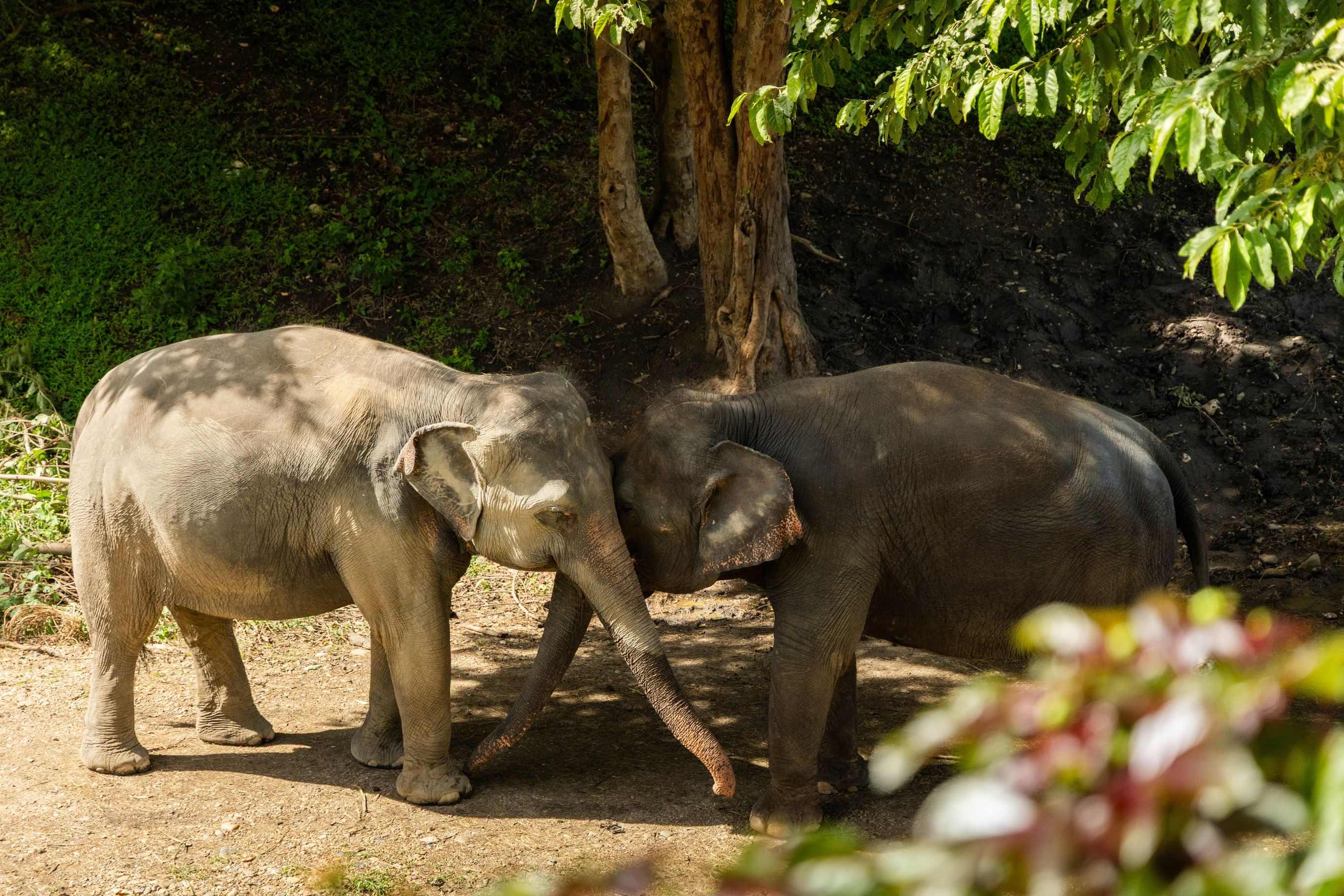 Ontmoeting met olifanten nabij Chiang Mai