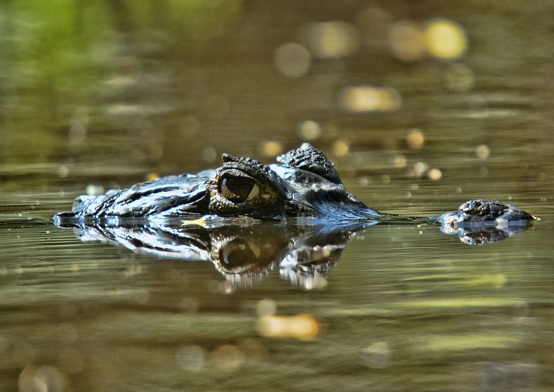 Een Colombiaanse safari
