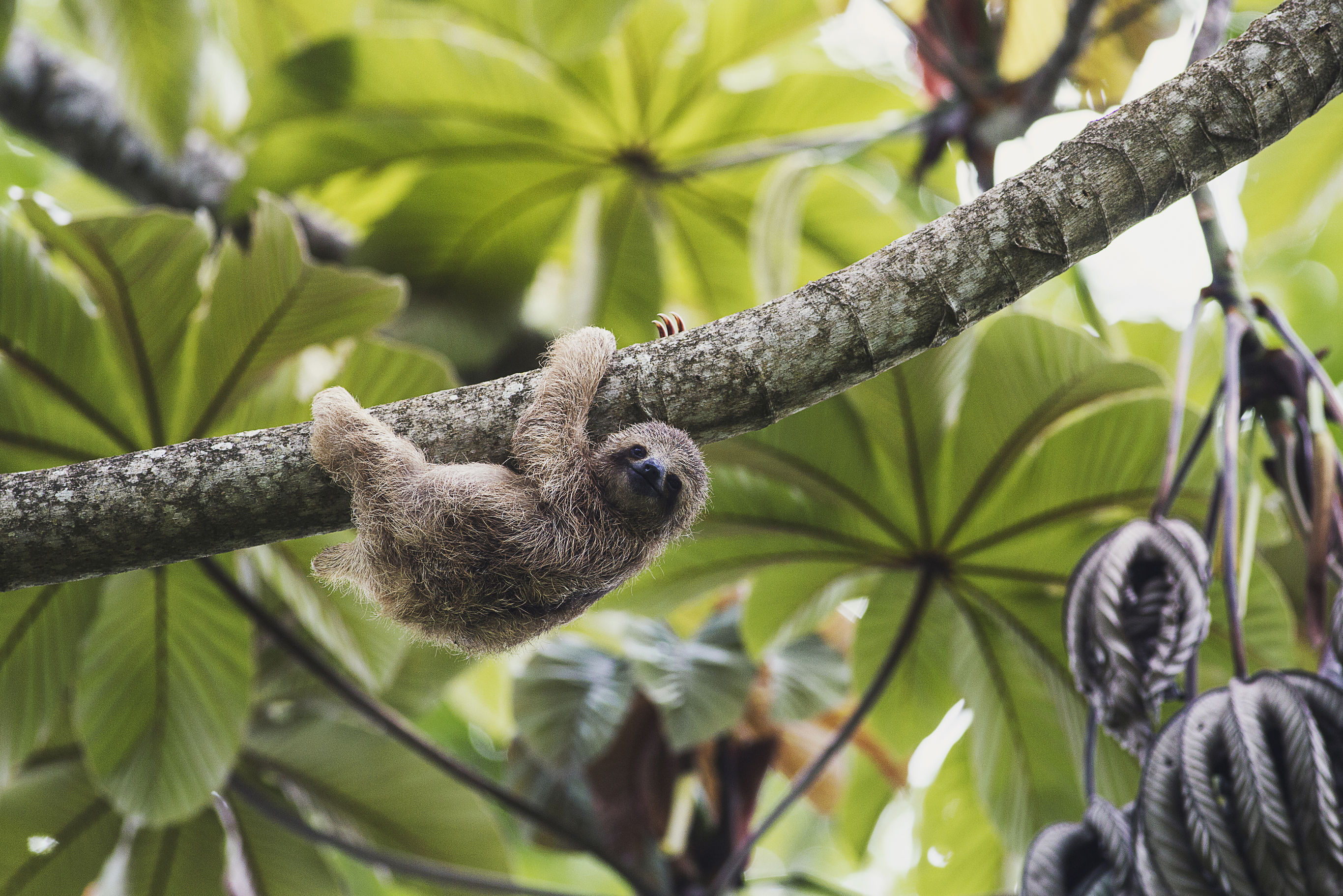 Hoogtepunten van Costa Rica