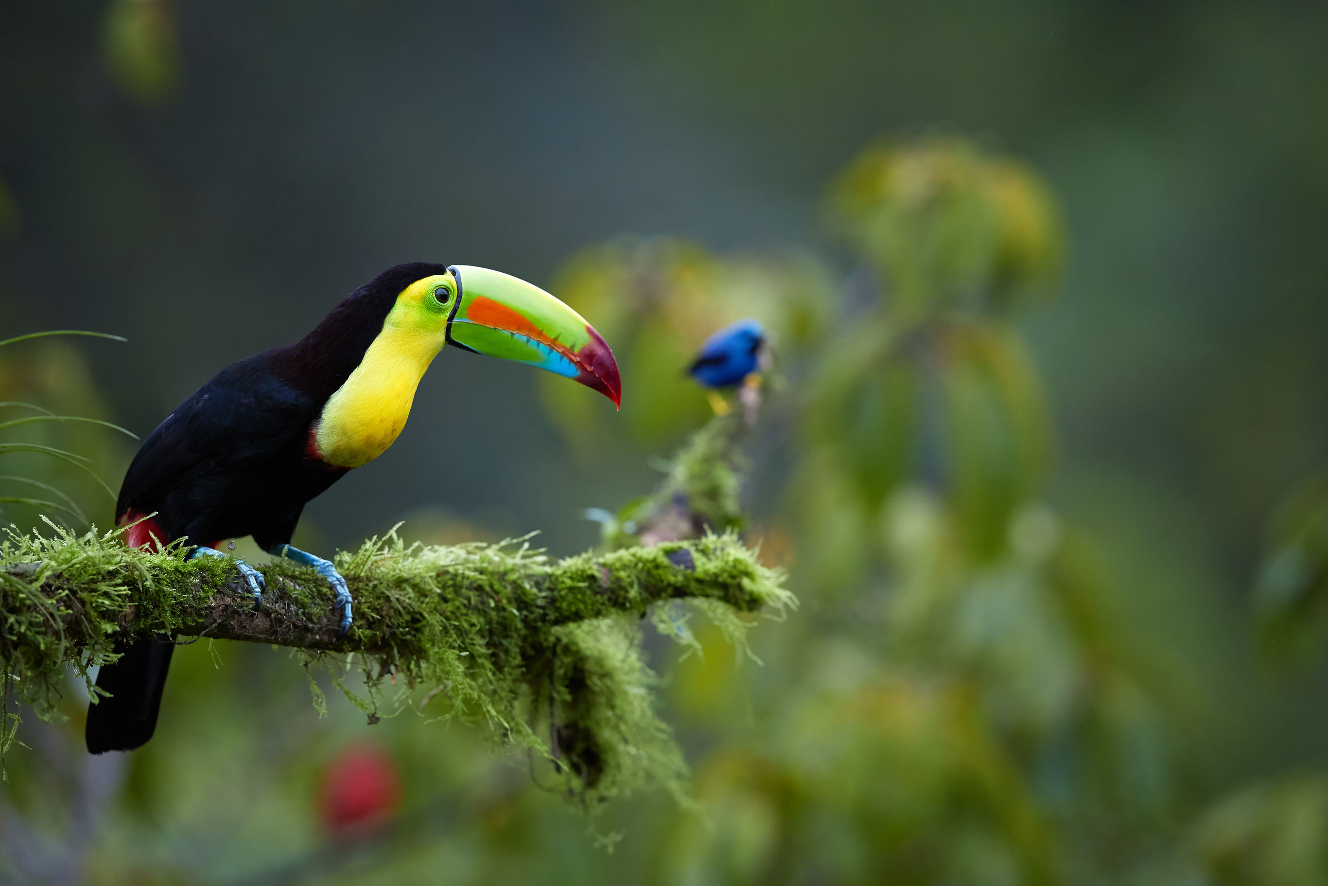Vogels spotten in Boca Tapada