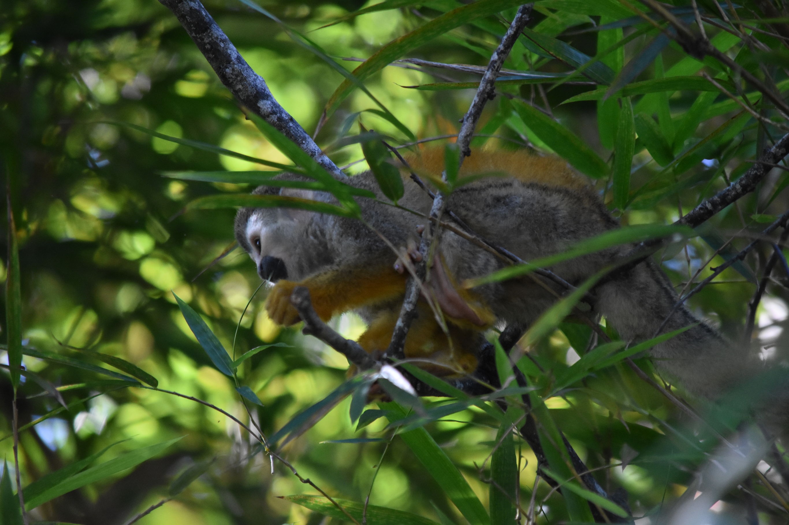 Aapjes spotten in de jungle van Costa Rica