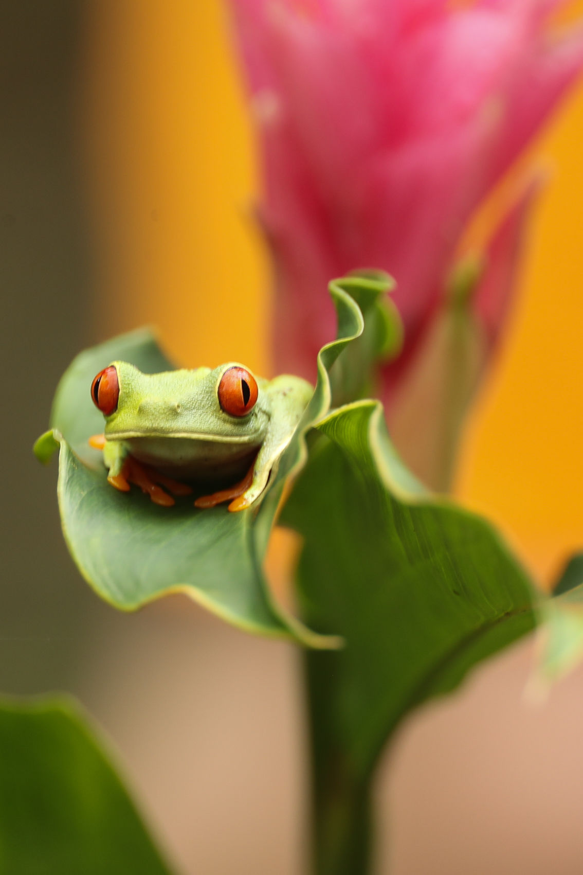 2 weken vulkanen, strand en dieren spotten
