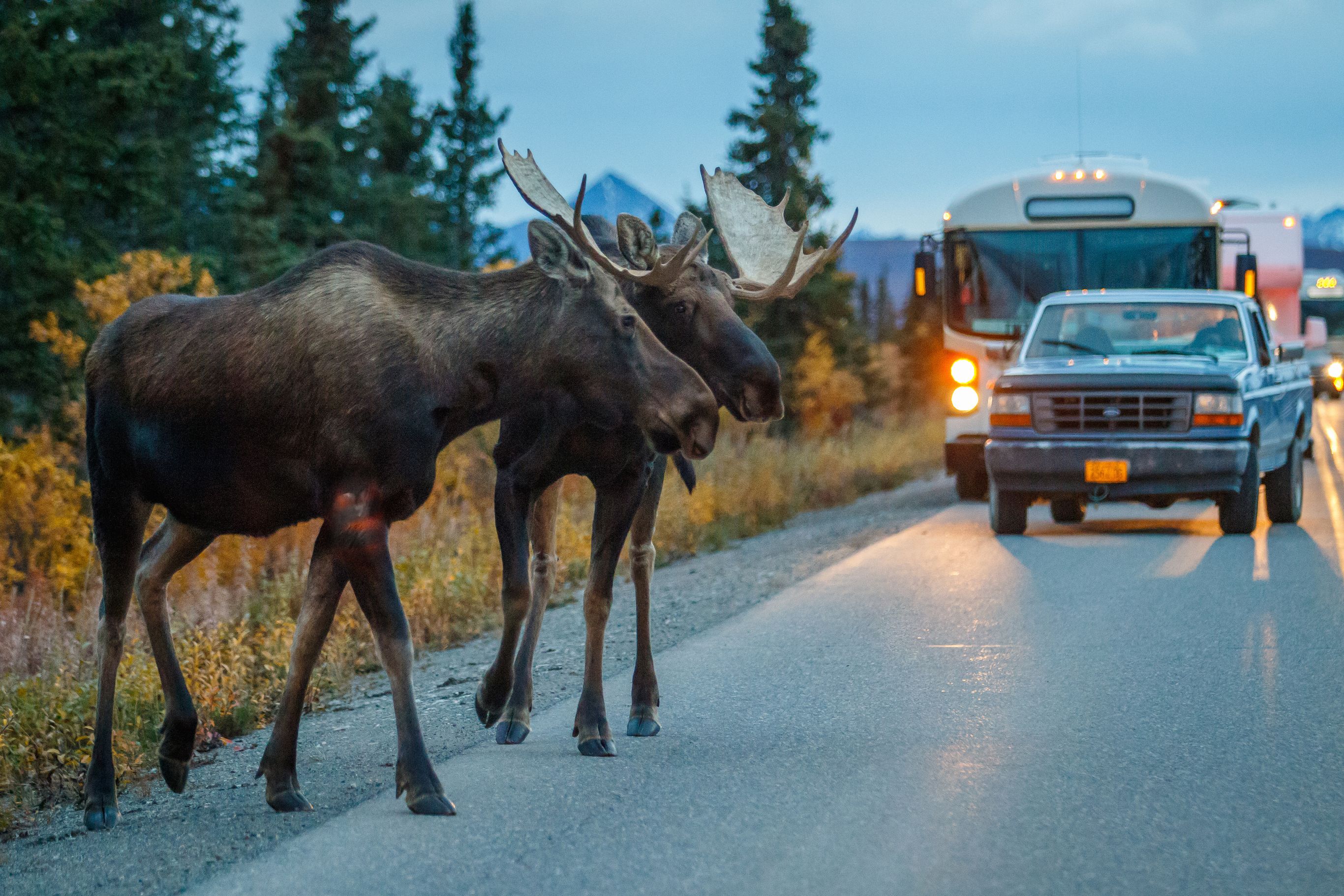 Wildlife en goudzoekers in Yukon en Alaska