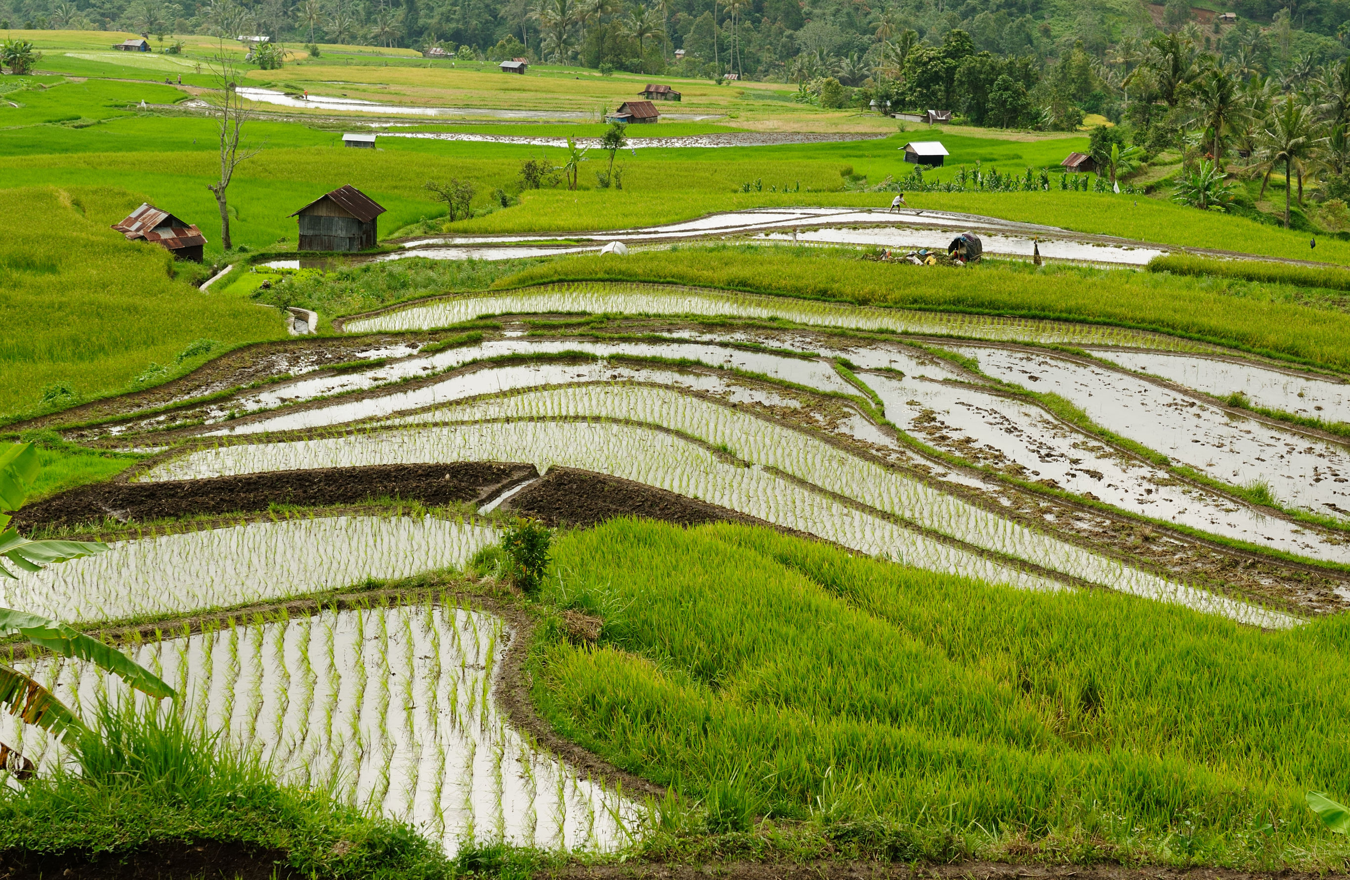 Veelzijdig West Sumatra