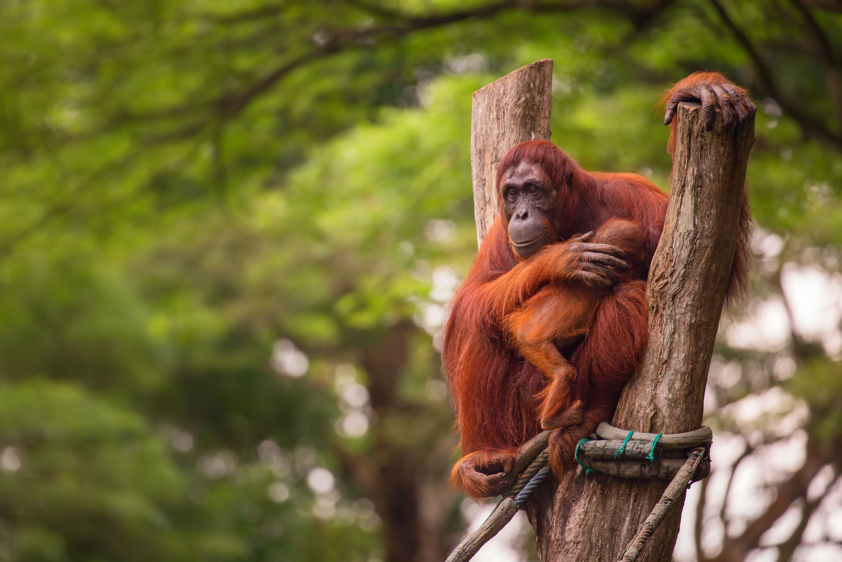 Orang oetans en lokale stammen op Sumatra