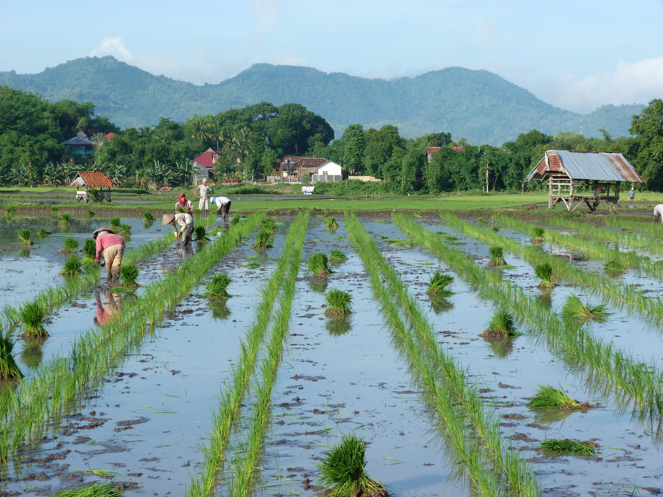 Sumbawa en Lombok