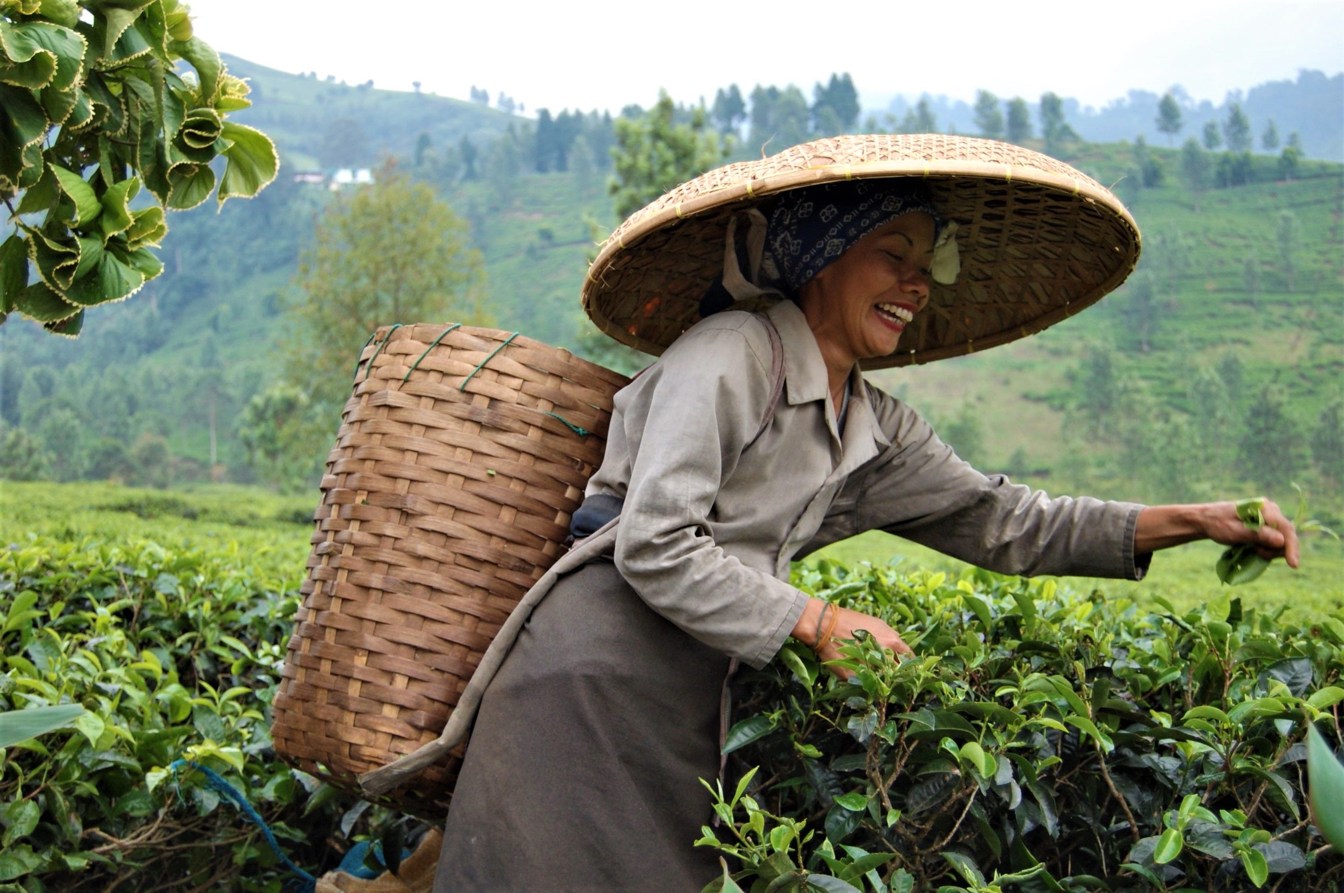 Groen Java
