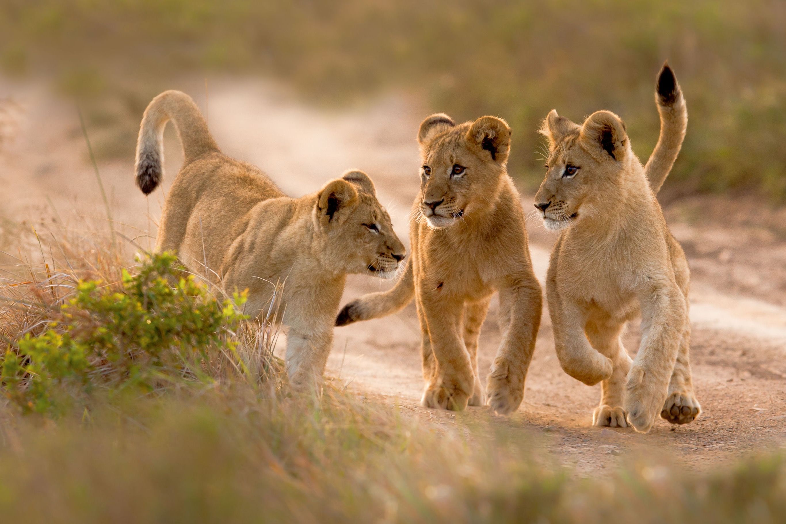 Safari in privé wildreservaat
