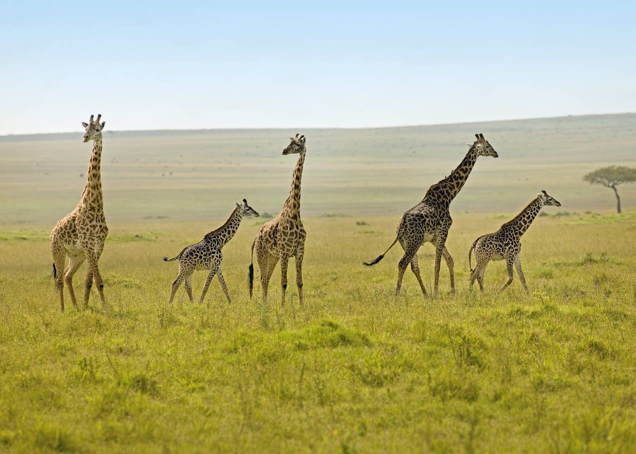 Kenia in 9 dagen met kinderen