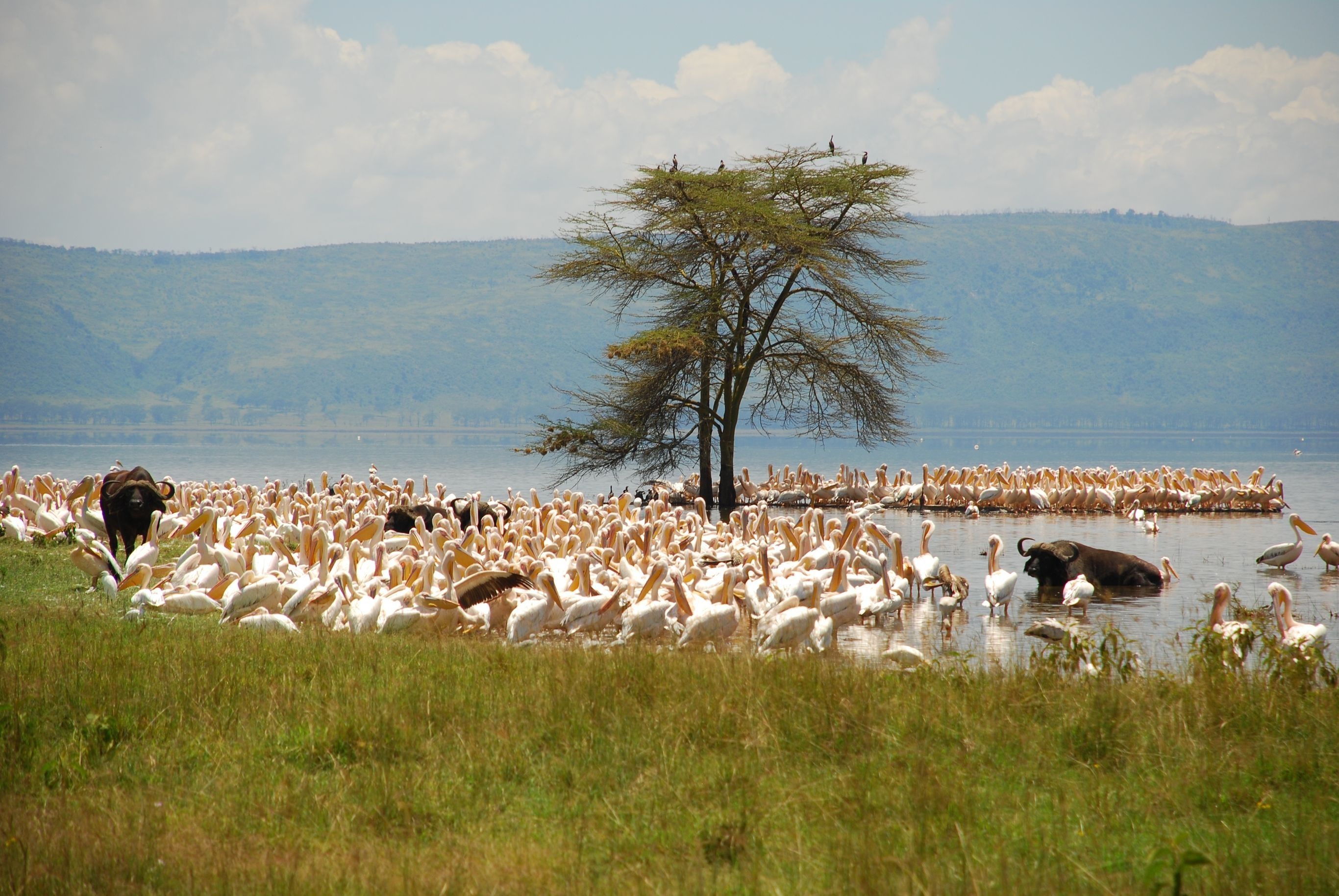 Safari Kenia strand Zanzibar