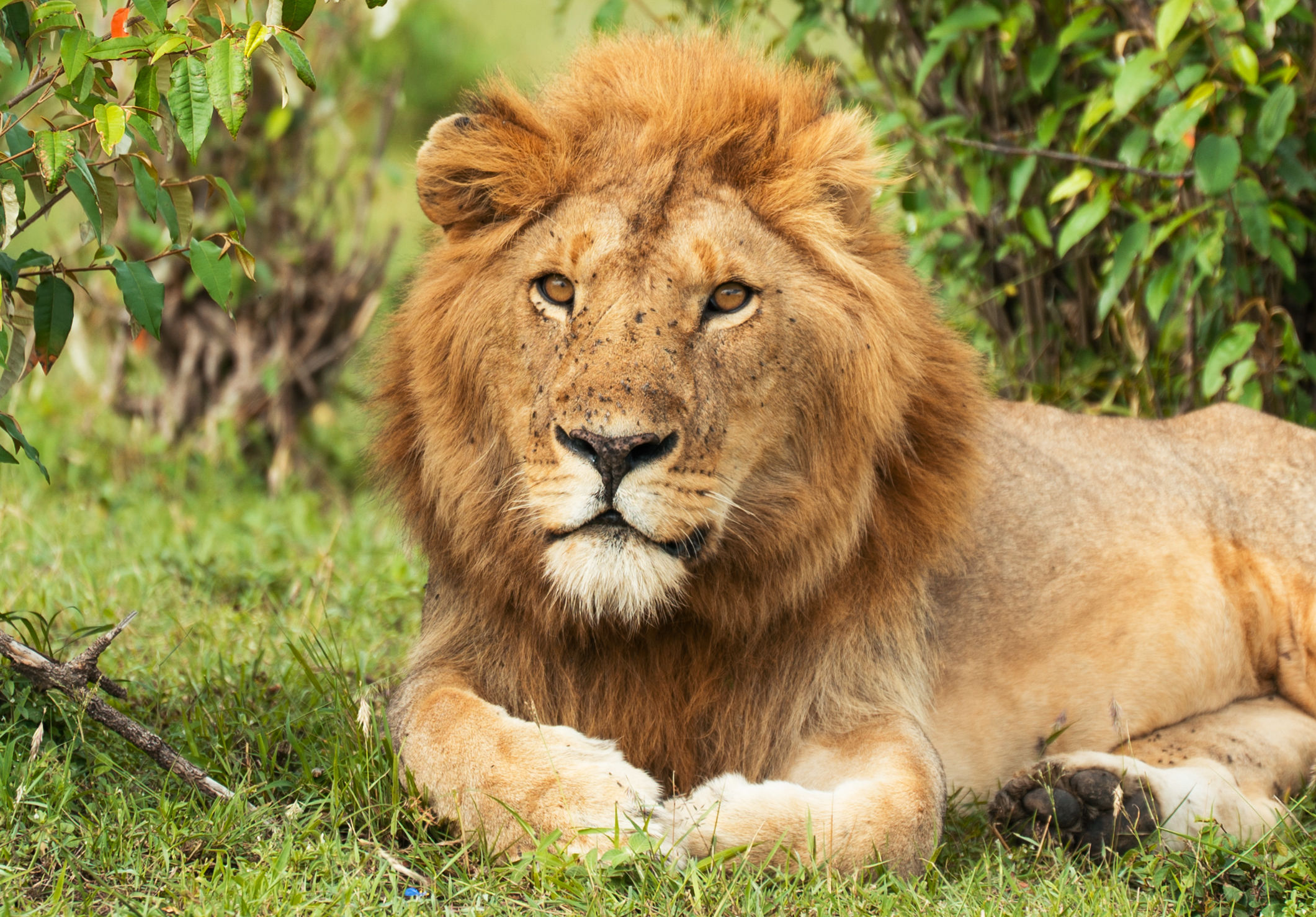 Spot een wilde leeuw in het Masai Mara National Park, Kenia
