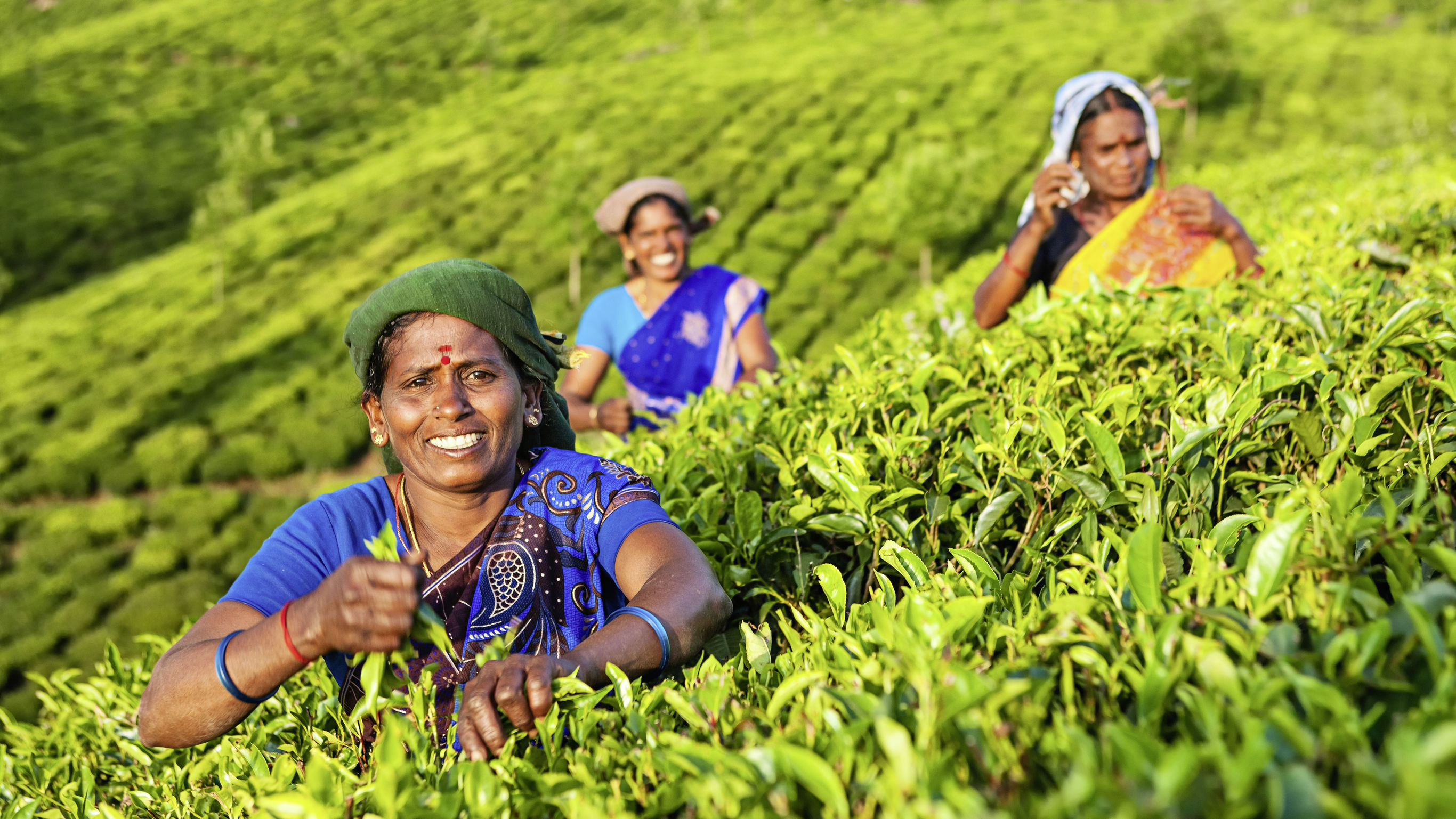 Theeplantages, tempels en stranden