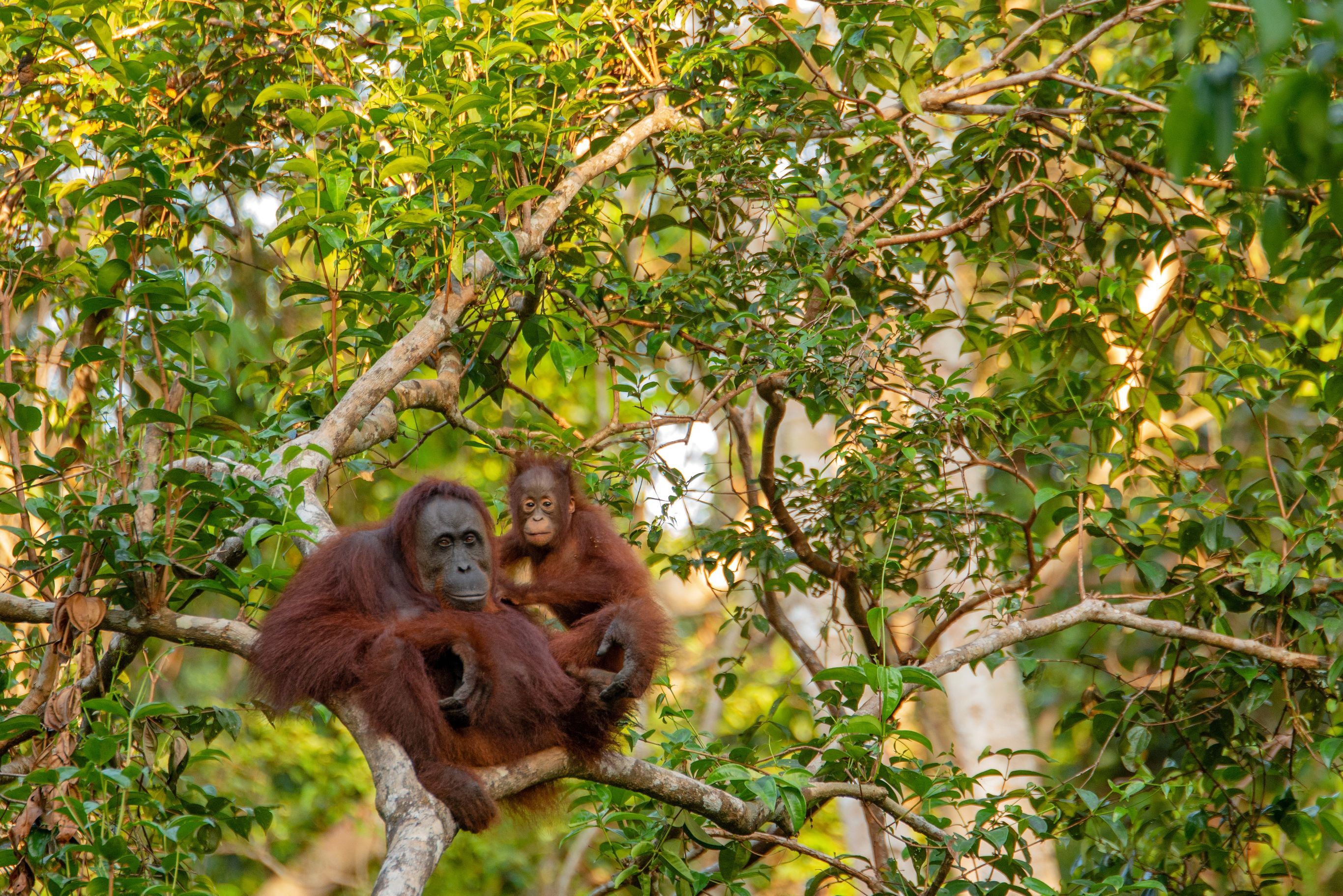 Orang Oetan op Borneo, Maleisië