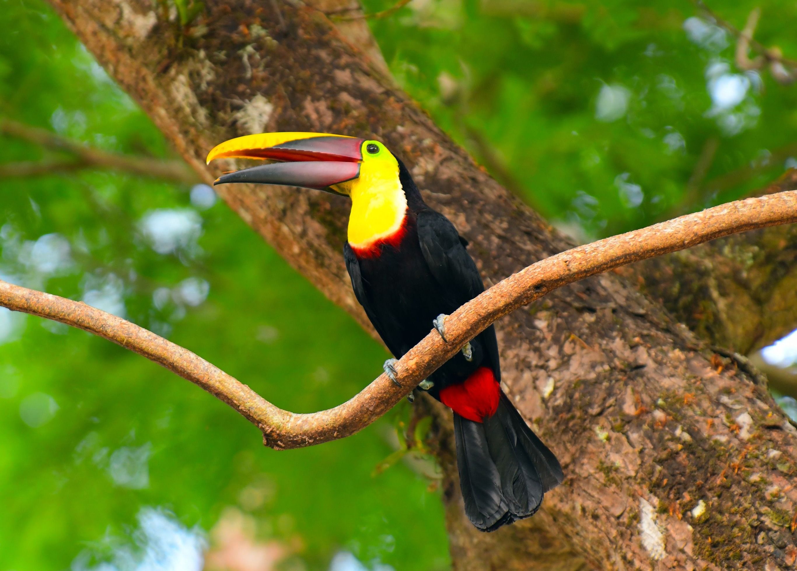 Dierenrijk Costa Rica