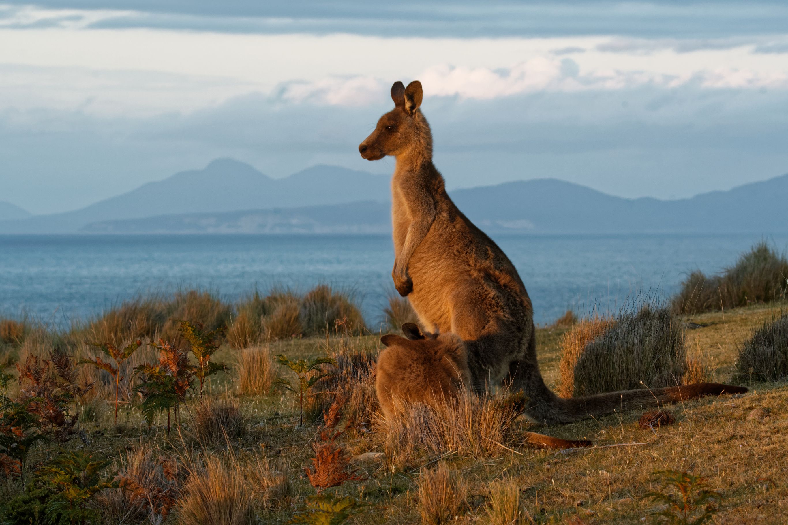 Hobart en Zuid-Tasmanië