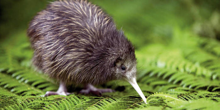 Kiwi’s op Kapiti Island