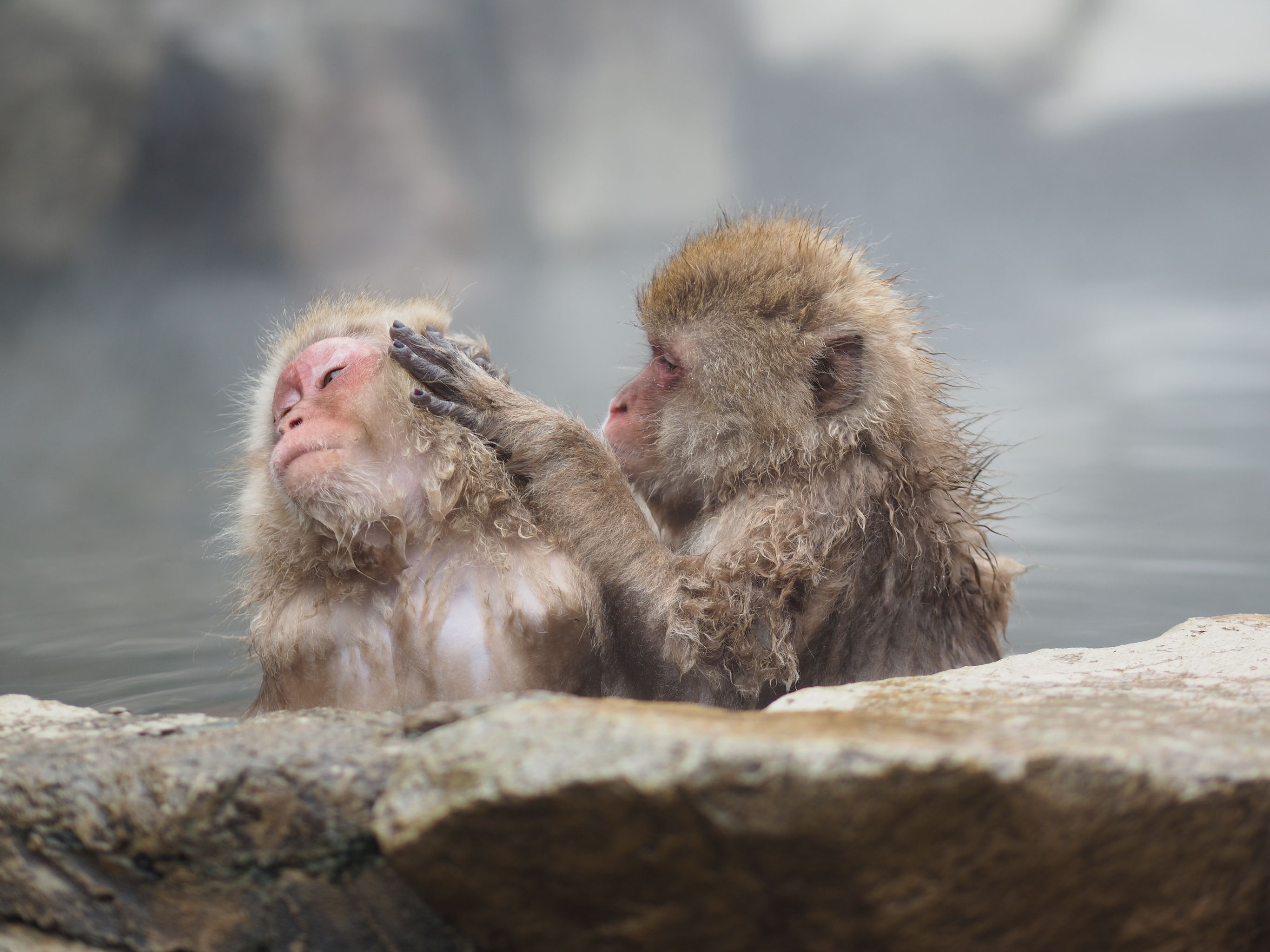 Sneeuwapen in warmwaterbronnen