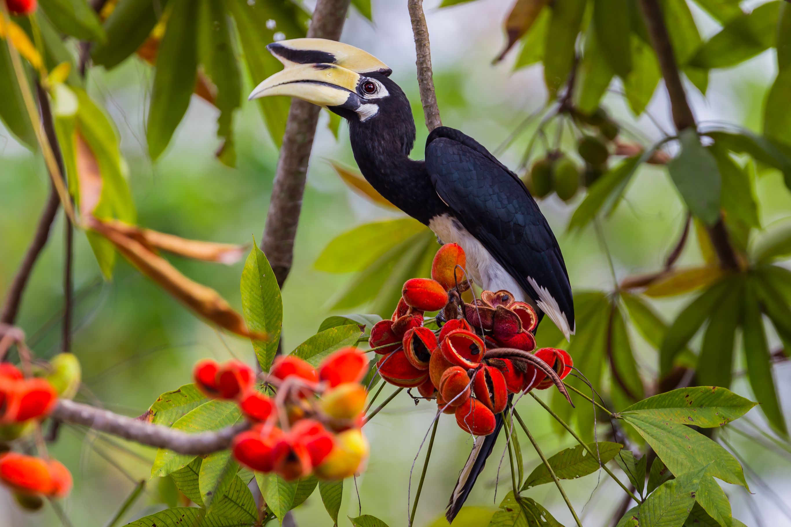 Avontuur, jungle en stranden