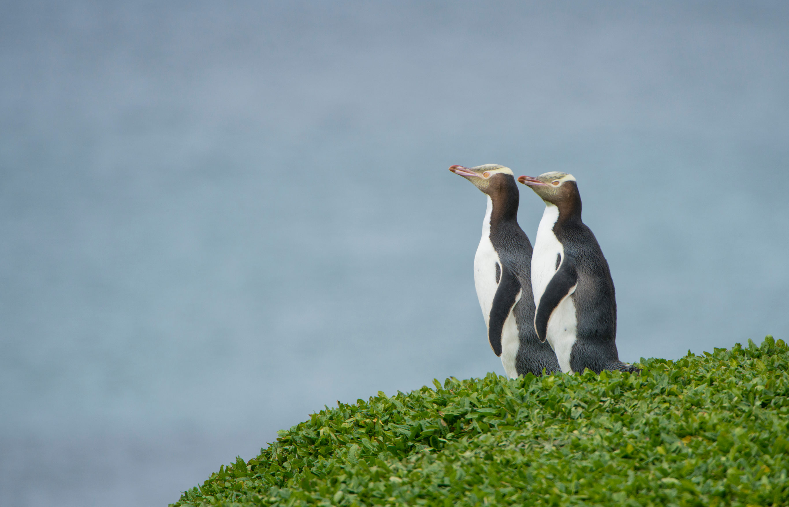 Pinguïns op Otago Peninsula