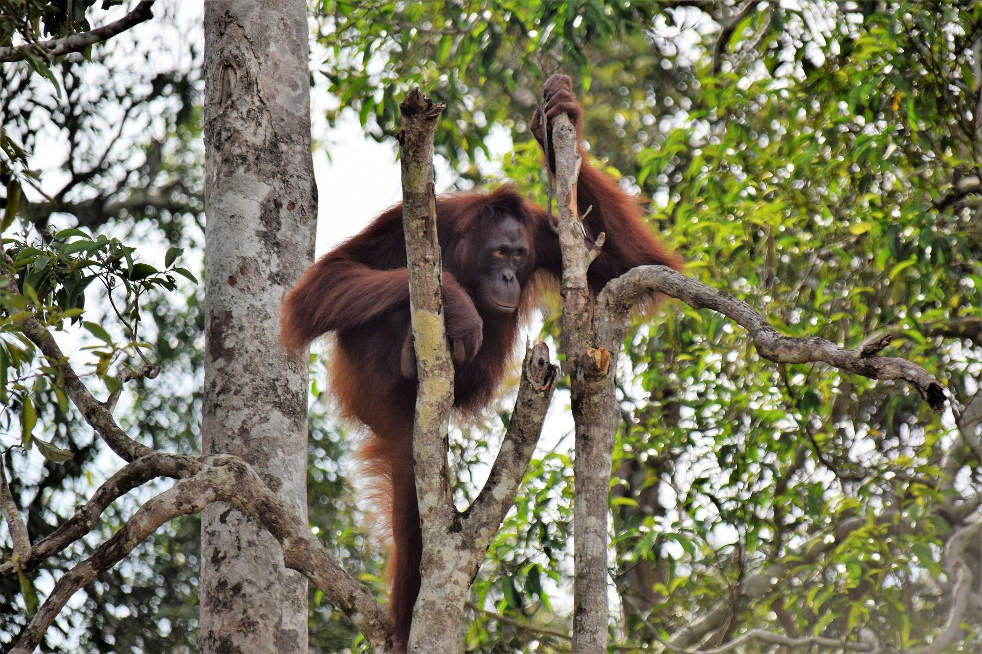 Onbekend Junglegebied Ketambe