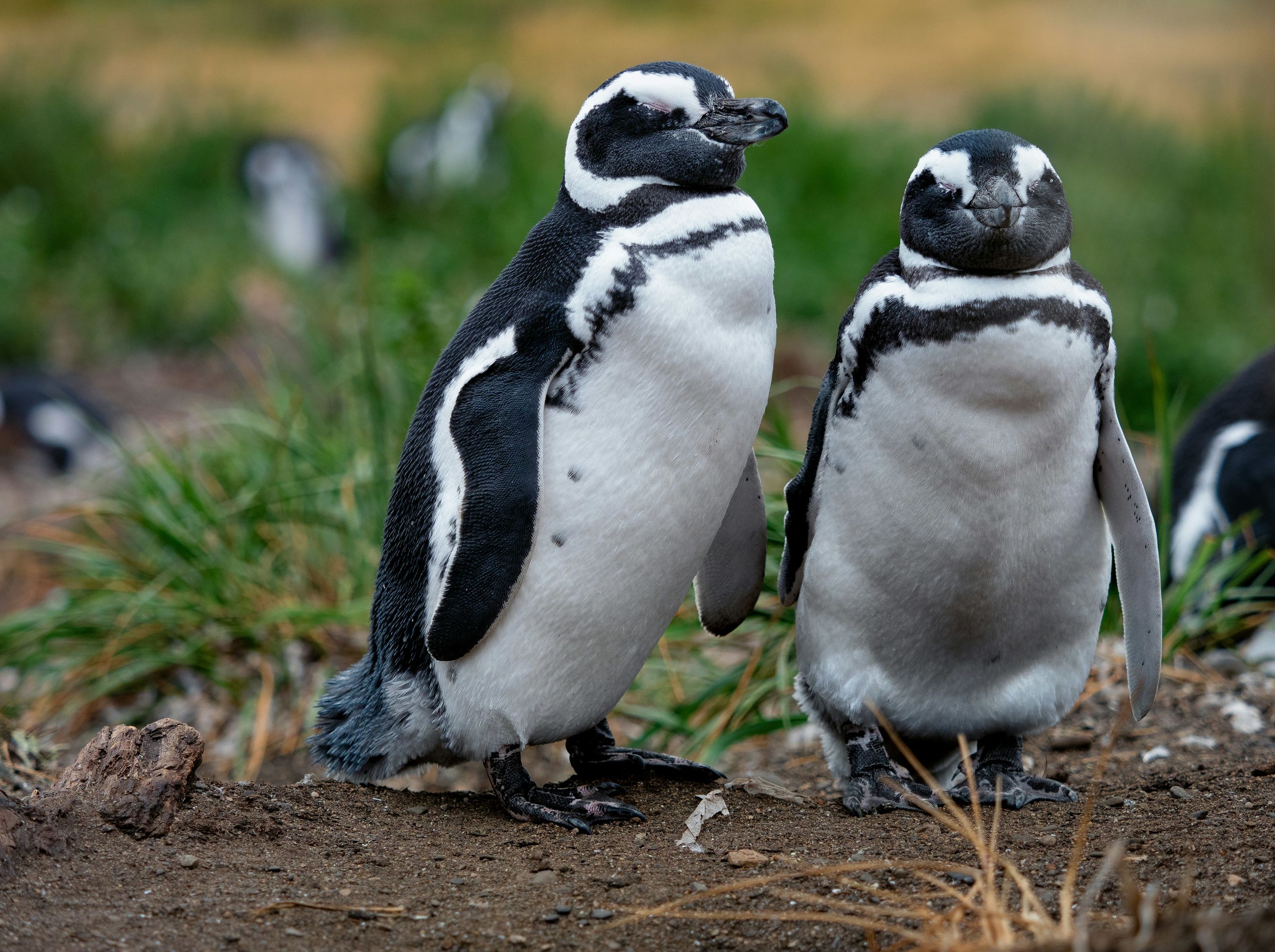Pinguïns en walvissen