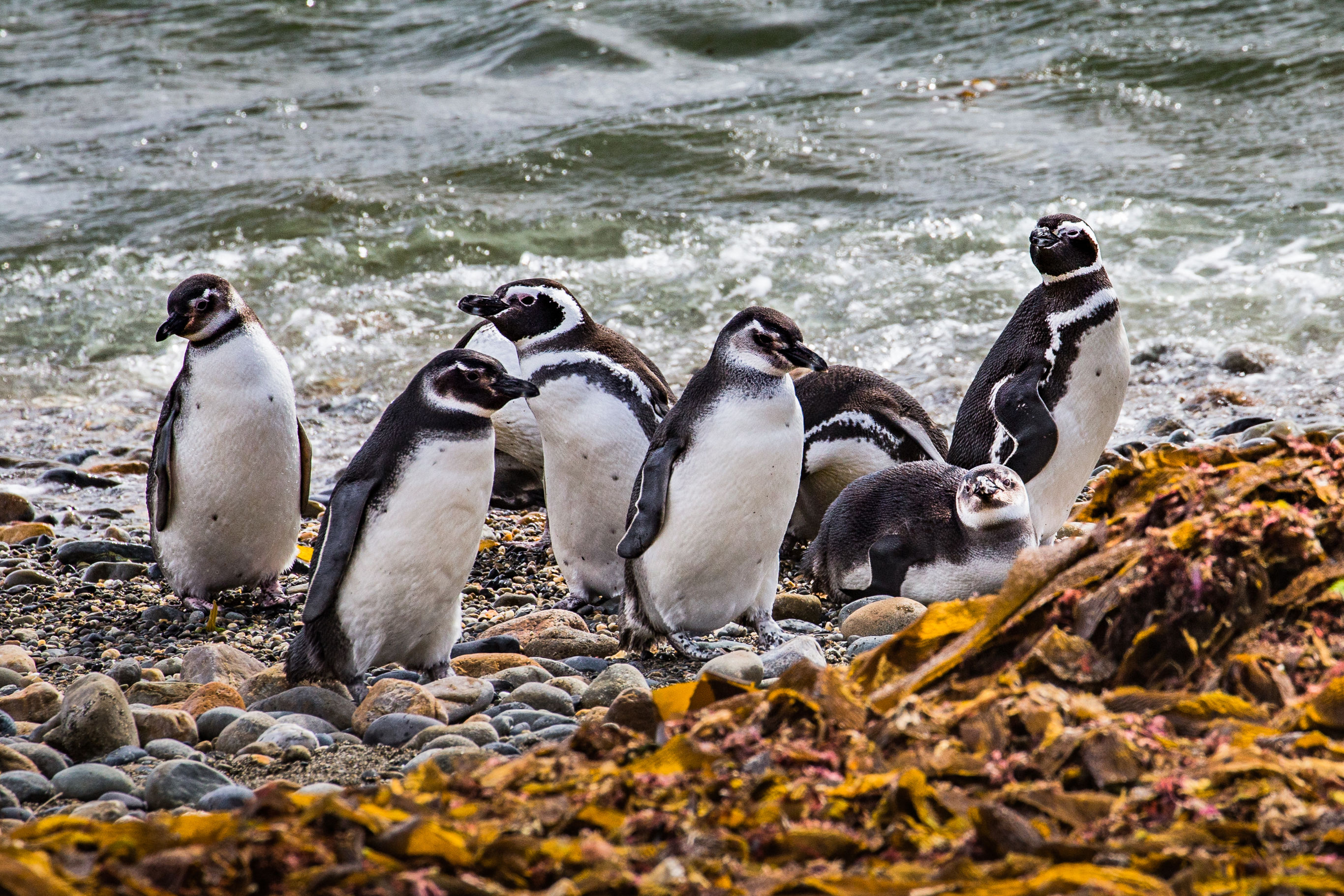 Pinguïns in Zuid Chili