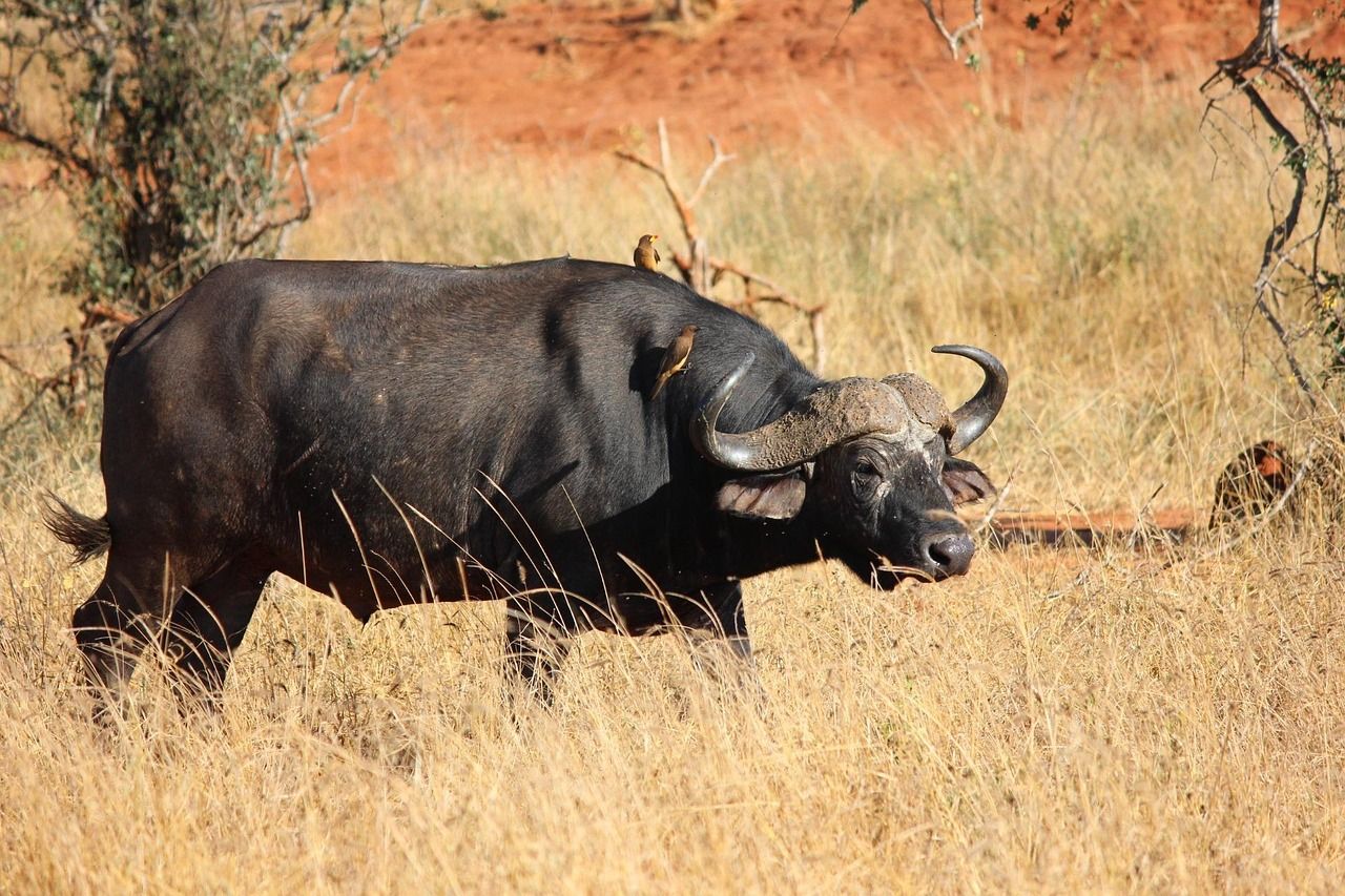 Op safari in Taita Hills