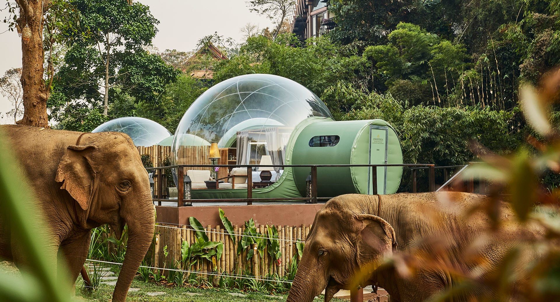 In de bubble buiten Chiang Rai