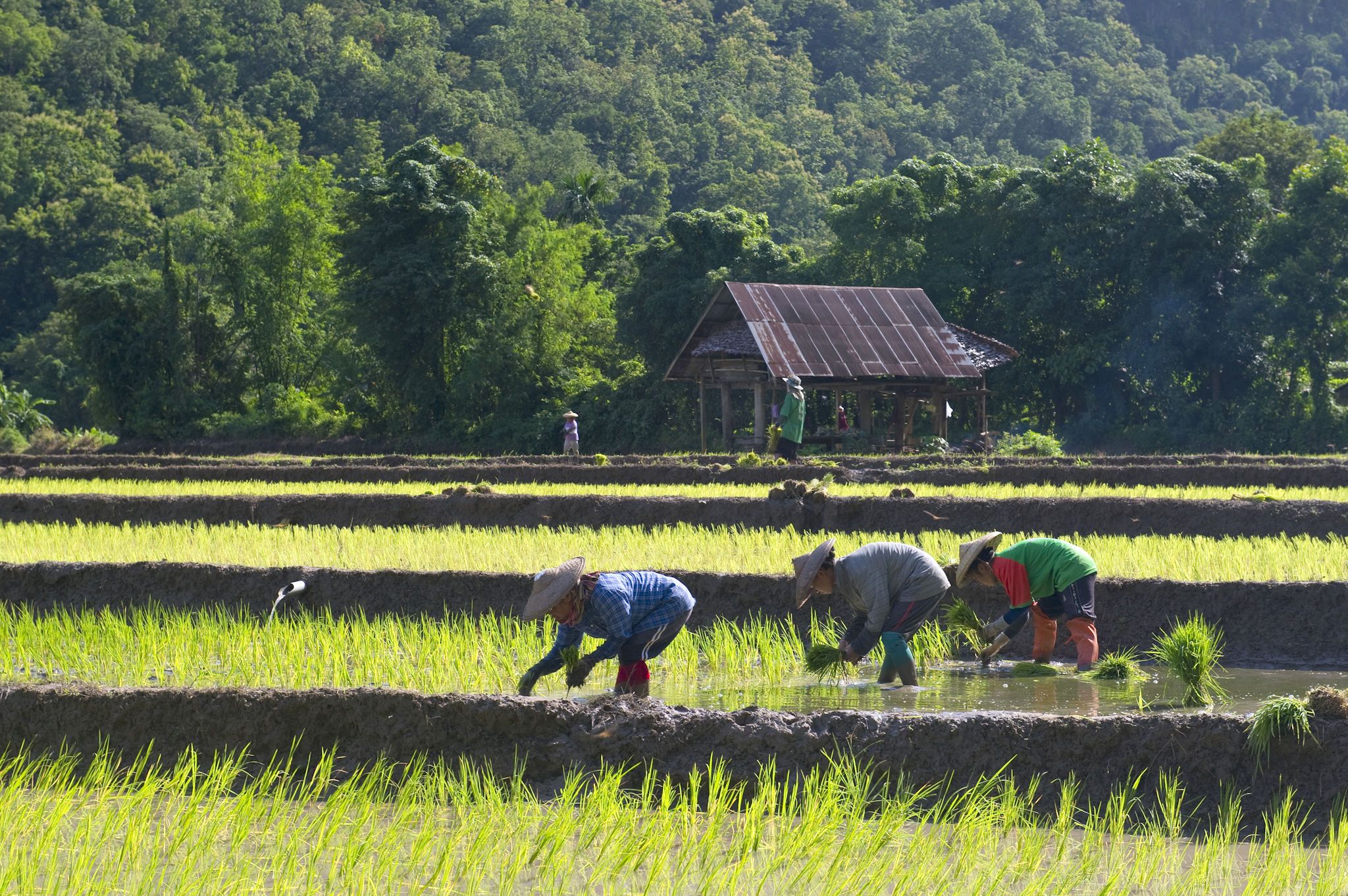 Puur Thailand