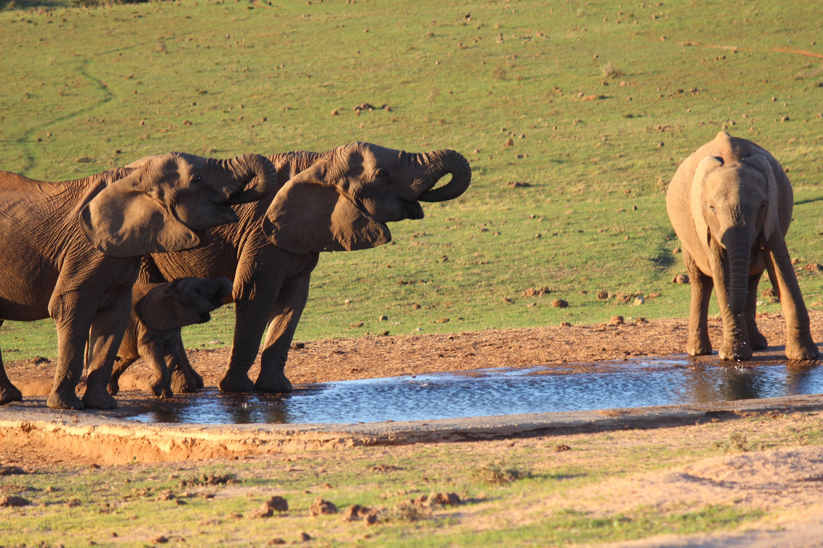 Op Safari door Krugerpark