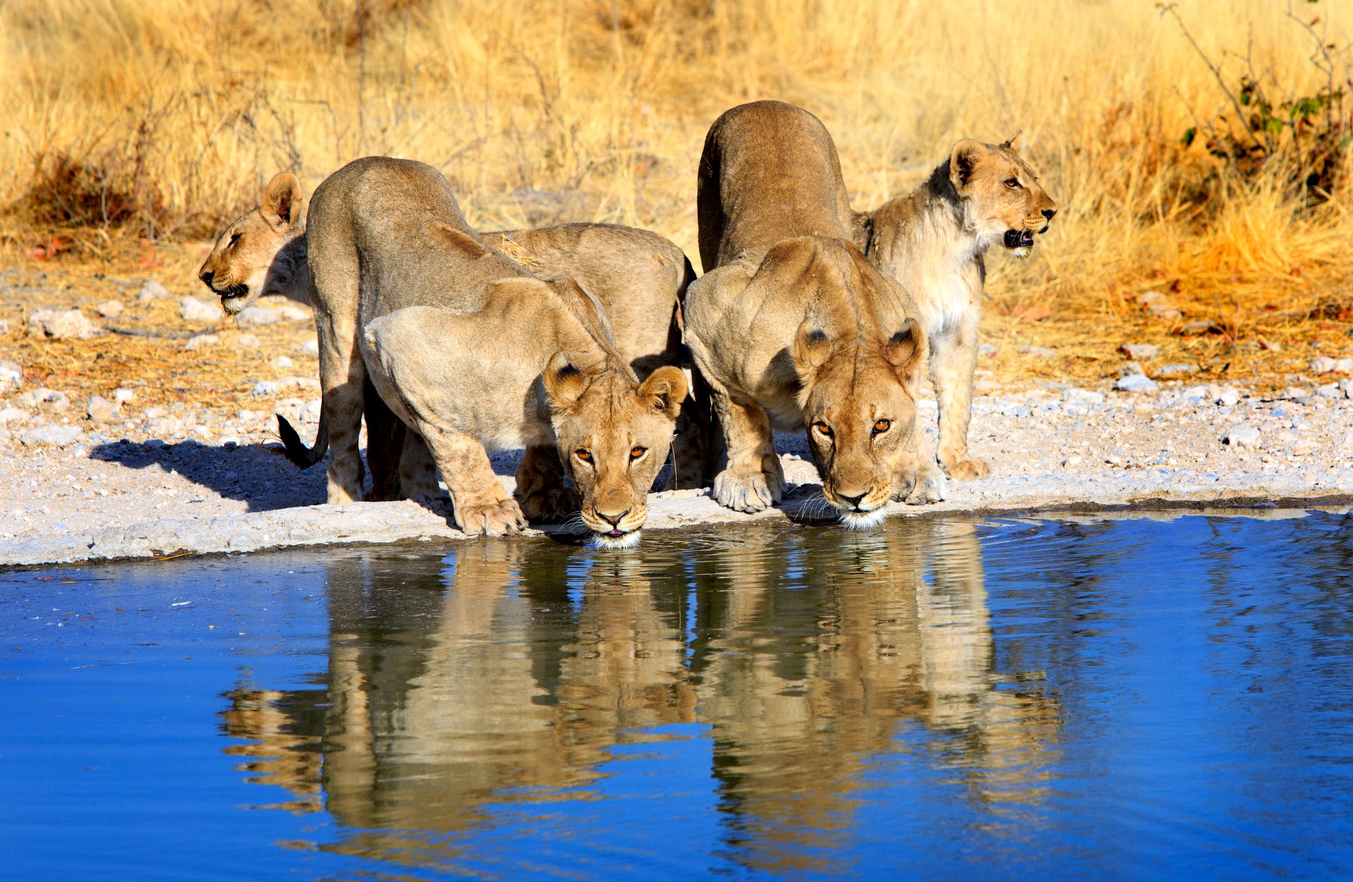 Safari Etosha naar Victoria Falls