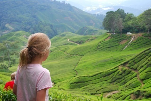 Theetuinen en rijstterrassen