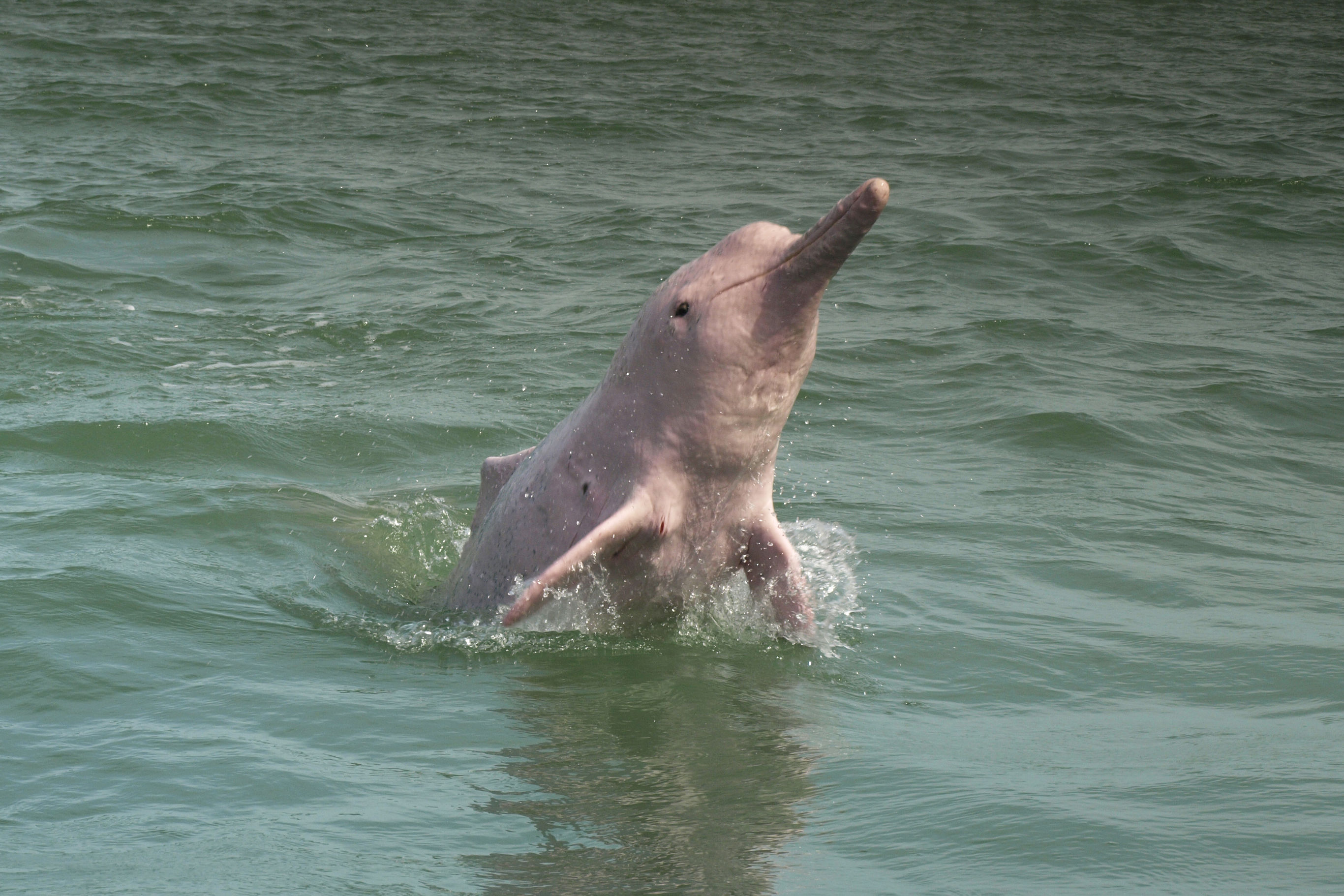 Roze dolfijnen bij Khanom Beach